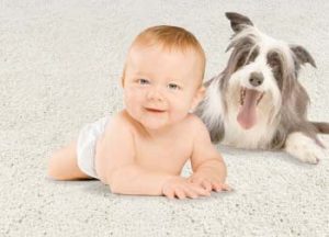 pest control Auckland pest control Auckland